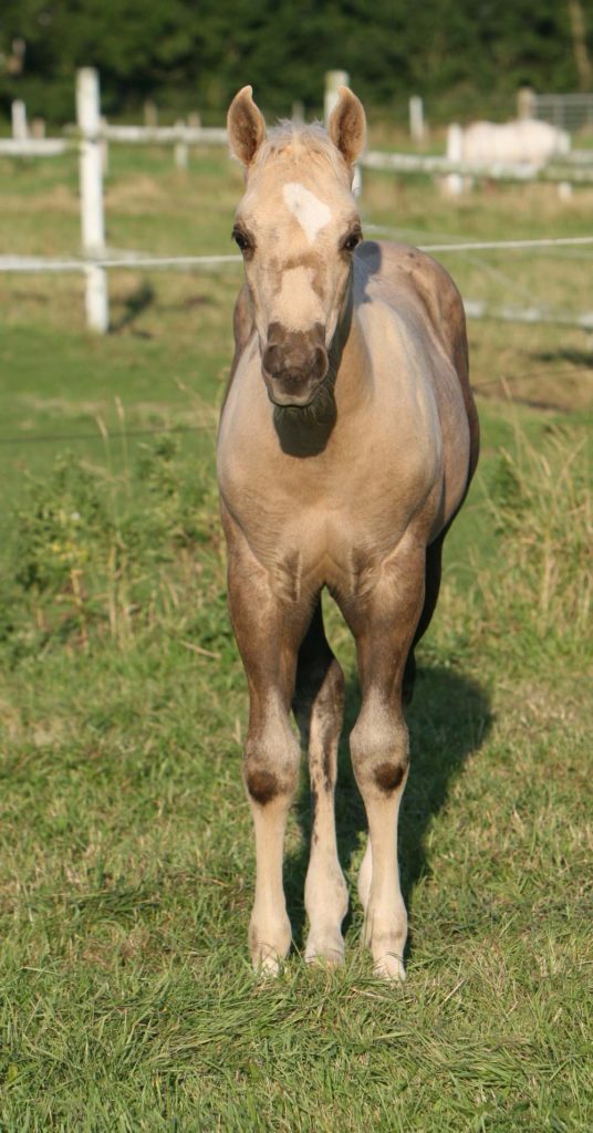 Prettyhorse-Farm-Reiten-Nordsee