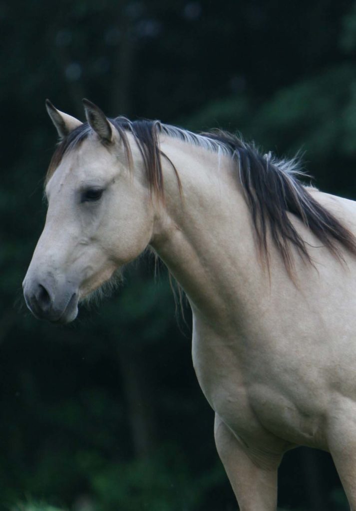 Prettyhorse-Farm-Reiten-Nordsee