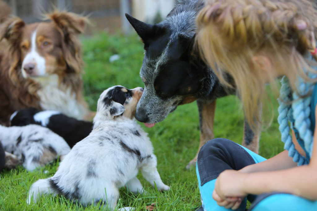 PrettyHorseFarm-Hunde